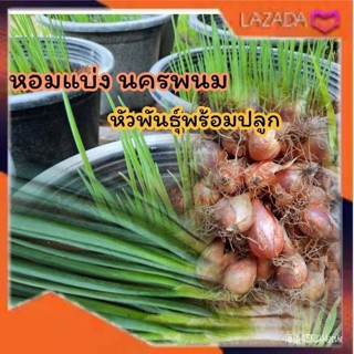 ผลิตภัณฑ์ใหม่ เมล็ดพันธุ์ เมล็ดพันธุ์คุณภาพสูงในสต็อกในประเทศไทย พร้อมส่ง ะให้ความสนใจของค/อินทรีย์็ด PZJN