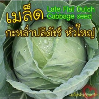 （คุณภาพสูง เมล็ด）เมล็ดพันธุ์ กะหล่ำปลีดัชช์ หัวใหญ่ 30  เมล็ด Late Flat Dutch Cabbage seedเมล/ง่าย ปลูก สวนครัว /ขายด KK