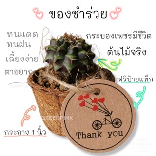 ของชำร่วย ต้นกระบองเพชร 🌵 ต้นไม้จริง​ ของฝาก กระบองเพชร งานแต่ง ต้นไม้มงคล ของชำร่วยงานแต่ง ของขวัญ ยิมโน แคคตัส