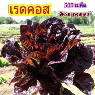 ผลิตภัณฑ์ใหม่ เมล็ดพันธุ์ เมล็ดพันธุ์ผักสลัด เรดคอส Red Cos จำนวน 500 เมล็ด อัตราการงอกสูง 85% ขึ้น พร้อมวิธีการปล/เมล็ด