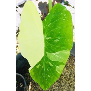 Colocasia Milky Way เสน่ห์ตรึงตาตรึงใจ^ 100%* สูง 70 เซนติเมตร