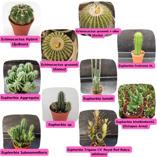 Echinocactus ถังเงิน,ถังทอง,Euphorbia ยูโฟเบีย ,Echinopsis อิชิอปซิส ดาวล้อมเดือน, Echinocereus subnermis