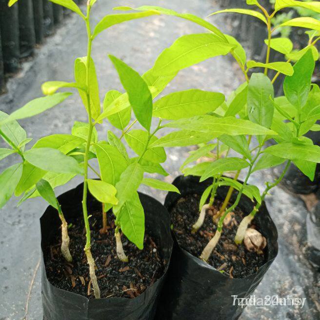 ผลิตภัณฑ์ใหม่ เมล็ดพันธุ์ จุดประเทศไทย ❤เมล็ดพันธุ์ต้นผักหวานป่าพันธุ์สีทอง 1 ถุงมีต้นผักหวาน 2-3 ต้น ต้นแข็งแร /ขายด PK