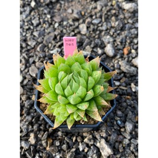 Haworthia Hybird Thailand รหัสHAT145-168 กระถาง 3 นิ้ว (ส่งทั้งกระถาง) ไม้อวบน้ำ ต้นไม้ประดับ Succulnt Haworthia