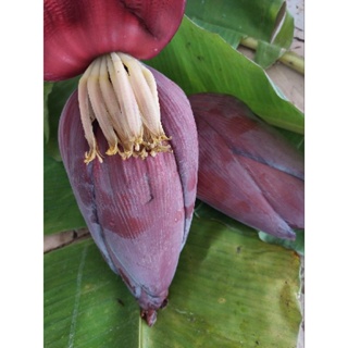 Banana blossom หัวปลีสดจากสวน รับประกันคุณภาพ สดจากสวน ออเเกร์นิค บำรุงเลือดช่วยรักษาโรค ตัดสดจากสวน