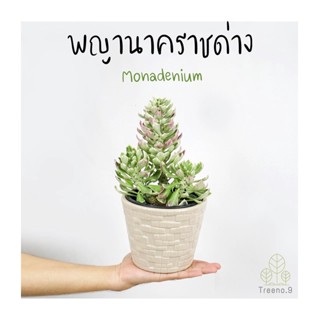 Treeno.9 T38 พญานาคราชด่าง (Monadenium) กระถาง 6 นิ้ว สูง 20-30 cm. ต้นไม้ประดับ ไม้มงคล เสริมบารมีให้กับผู้ที่ปลูก