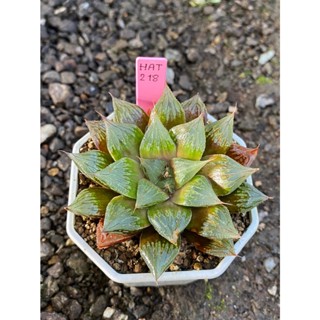 Haworthia Hybird Thailand กระถาง 3 นิ้ว (ส่งทั้งกระถาง) ไม้อวบน้ำ ต้นไม้ประดับ Succulnt Haworthia