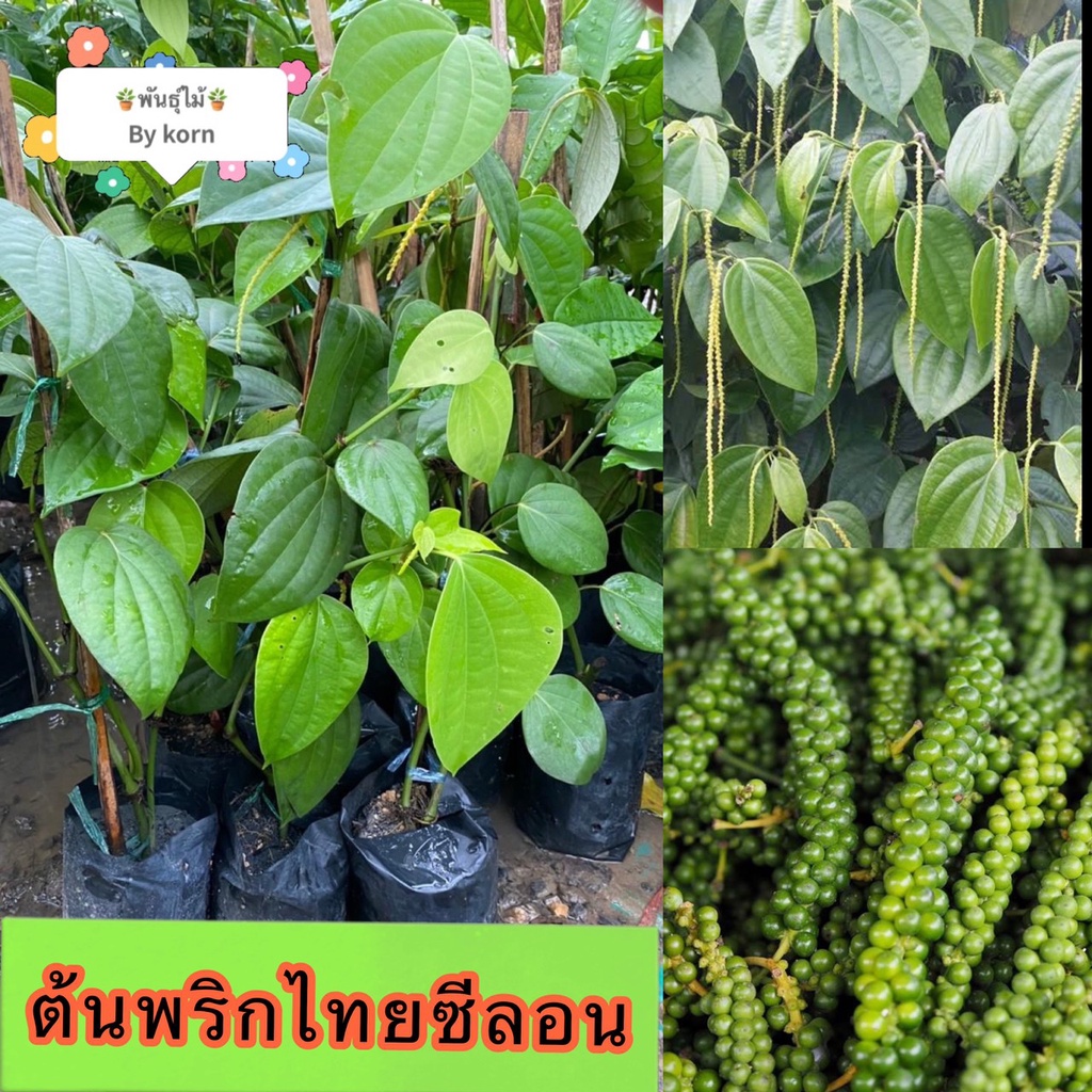 ต้นพริกไทยซีลอน หรือพริกไทยดำ​ พร้อมส่ง สำคัญกรุณาสั่งซื้อในเวลา12:00น.-00:00น.