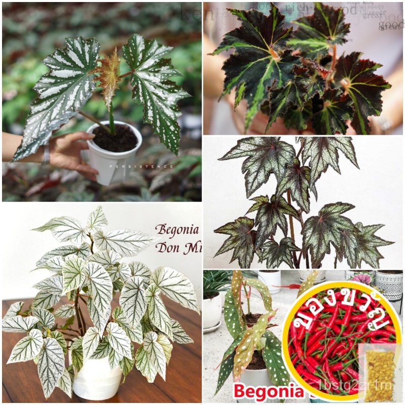 Bohestia 50เมล็ด Begonia (Hosta plantaginea) P33K