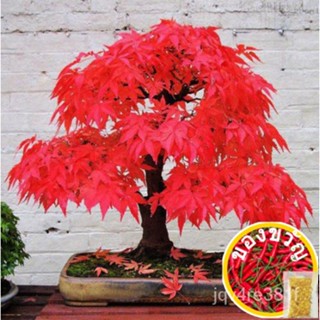 Bonsai Tree Red Maple seeds outdoor Plant Garden Decoration Tree 10pcs A01ผักกาดหอม/มักกะนี/เมล็ด/ทานตะวัน/กางเกงใน/แอปเ