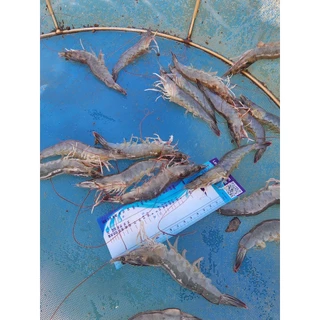 ไม้บรรทัดวัดกุ้ง สำหรับวัดไซส์กุ้งขาว ก้ามกราม กุลาดำ