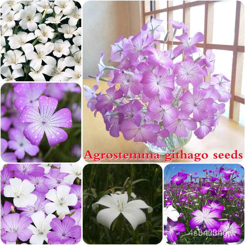 ผลิตภัณฑ์ใหม่ เมล็ดพันธุ์ 202250ชิ้น/ถุง Agrostemma githago Seeds ไม้ดอกไม้ปะดับ บอลสีแปลกๆ ต้นบอนสีนางไหม บอนสีพั/เมล็ด