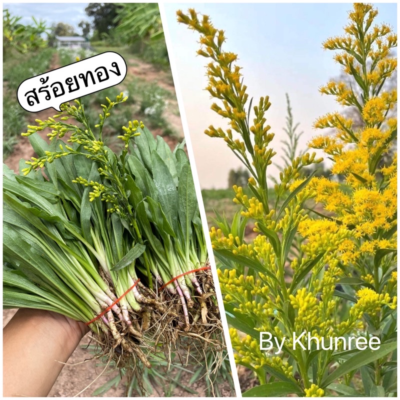 ต้นกล้าดอกสร้อยทอง ต้นละ 1 บาท ชุด 100 ต้น