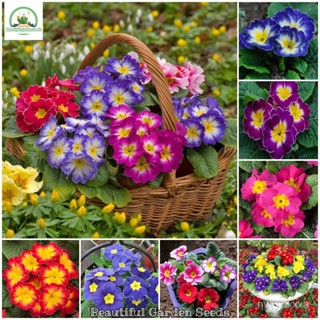 （คุณภาพสูง เมล็ด）100 เมล็ด Primula Flower Seeds ต้นดอกไม้สวยๆ พันธุ์ไม้หายาก เมล็ดดอกไม้ พันธ/ดอก ผัก ปลูก /ดอก 59P2