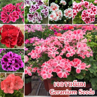 （คุณภาพสูง เมล็ด）100 เมล็ด เจอราเนียม Multi Color Geranium Seeds Flowers Seeds เมล็ดดอกไม้ เม/ง่าย ปลูก สวนครัว /ขายดี J