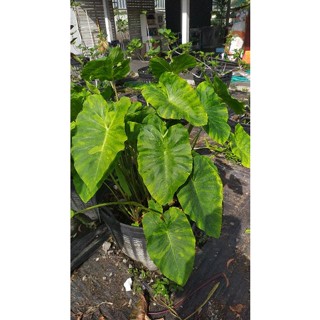 มอนิ่งดิว โคโลคาเซีย ตัดสดห่อราก ไม่ตัดใบ สูง50-60cm. Colocasia Morning dew