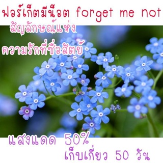 ผลิตภัณฑ์ใหม่ เมล็ดพันธุ์ เมล็ดพันธุ์ ฟอร์เก็ตมีน็อต chinese forget me not 20เมล็ด YGUU คละ สวนครัว/ขายดี็ด SPCM