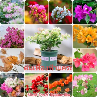 เก็บเงินปลายทาง COD 100 แคปซูลต่อแพ็ค ต้นเฟื่องฟ้าแคระ Mixed Dwarf Bougainvillea Flower Seeds เมล็ดพันธุ์ ต้นไม้ประดับ