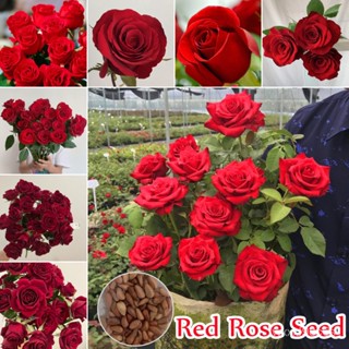 （คุณภาพสูง เมล็ด）เมล็ดพันธุ์ กุหลาบเลื้อย กุหลาบ สีแดง 100 ชิ้น/ถุง Red Rose Seed เมล็ดพันธุ์/ง่าย ปลูก สวนครัว /ดอก BNM