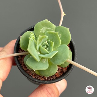 Graptoveria Jadeite กุหลาบหิน cactus&amp;succulentหลากหลายสายพันธุ์