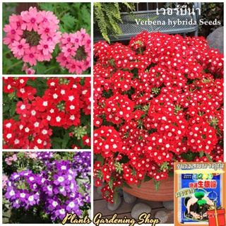 （คุณภาพสูง เมล็ด）เมล็ดพันธุ์เวอร์บีน่า เมล็ดบอนสี Verbena hybrida Flower Seeds แต่ละแพ็คมี 20/ง่าย ปลูก สวนครัว /คละ BCO