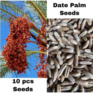 ผลิตภัณฑ์ใหม่ เมล็ดพันธุ์ จุดประเทศไทย ❤Dates fruit seeds - imported from saudiเมล็ดอวบอ้วน 100% รอคอยที่จะให้ค /ขายด WU