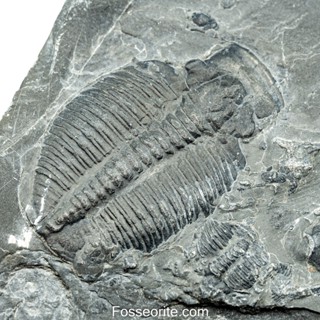 [อายุกว่า 505 ล้านปี!!!] #251 ฟอสซิล ไทรโลไบต์ Elrathia Kingi Trilobite ของแท้ ขนาดเล็ก บน Matrix จาก USA