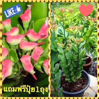 ต้นนกน้อย ต้นไม้มงคล