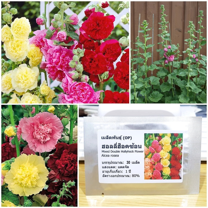 เมล็ดพันธุ์ ดอกฮอลลีฮ็อค ซ้อนคละสี (Mixed Double Hollyhock Flower Seed) บรรจุ 30 เมล็ด คุณภาพดี ของแท้ 100%