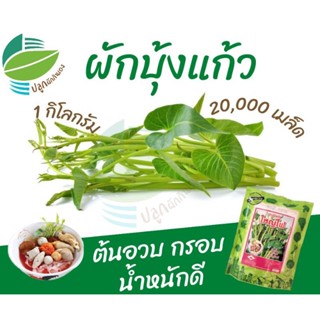 ผักบุ้งแก้ว ใหญ่โฟ ขนาด 1 กิโลกรัม/ง่าย ปลูก สวนครัว เมล็ด/อินทรีย์ OVZN