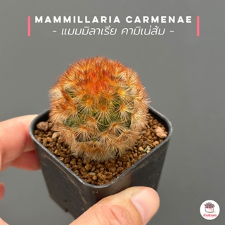 แมมมิลาเรีย คามิเน่ส้ม Mammillaria carmenae แคคตัส กระบองเพชร cactus&amp;succulent