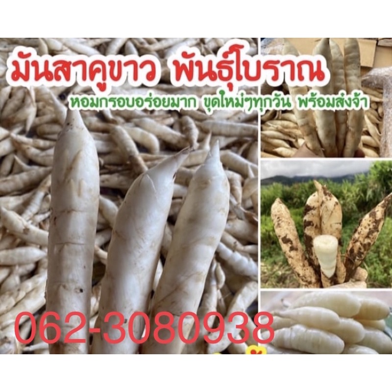หัวมันสาคูขาวพันธ์ุโบราณหอมกรอบอร่อย1กิโลกรัม83บาท