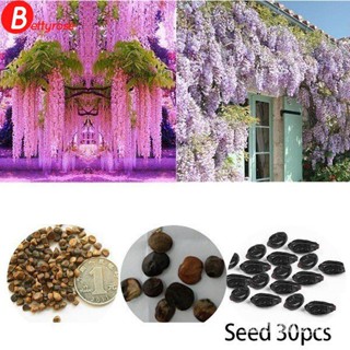 ผลิตภัณฑ์ใหม่ เมล็ดพันธุ์ 2PCS Rare Purple Wisteria Flower Seeds for DIY Home Garden Plants Wisteria Sinensis S /สวนครัว