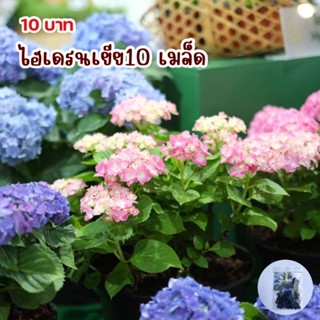 เมล็ดพันธุ์ ดอกไฮเดรนเยียคละสี 10 เมล็ด