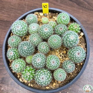 (Y15) พอตแมมแม่เฒ่า ไม้เมล็ด ส่งแบบถอดกระถาง  (Mammillaria hahniana) - แคคตัส/ง่าย ปลูก สวนครัว เมล็ด/อินทรีย์ RXZW