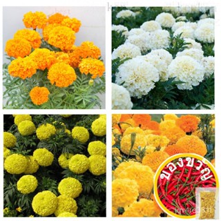 แอฟริกาดาวเรือง Tagetes Erecta 20เมล็ด (ดาวเรืองดาวเรืองเม็กซิกัน) ในสีขาวสีเหลืองหรือสีส้ม seeds/ ดาวเรือง RRHZ