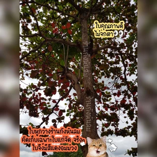 ใบหูกวางแห้ง1ลังเบียร์ 50฿หน้าฝนหายาก