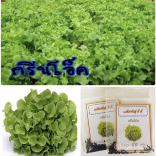 （คุณภาพสูง เมล็ด）เมล็ดพันธุ์ ผักสลัดกรีนโอ๊ค กรีนโอ๊ค Green Oak ผักสลัด/ง่าย ปลูก สวนครัว เมล็ด/คละ TUJK