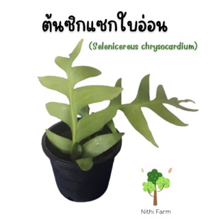 ต้นซิกแซกใบอ่อน (ซิกแซกหางปลา) Selenicereus chrysocardium