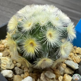 (B43) ต้นแมมคามิเน่ บุดดา ไม้เมล็ด - (Mammillaria carmenae "buddha") - แคคตั/ง่าย ปลูก สวนครัว เมล็ด/อินทรีย์ LQQA