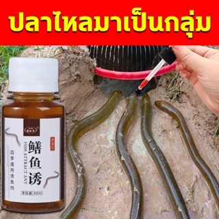 หัวเชื้อตกปลาไหลนา 60ML ความเข้มข้นสองเท่า สิ่งล่อใจที่แข็งแกร่ง ล่อปลาไหล ไม่ต้องรอนาน จับปลาไหลเร็ว ใช้ได้ทุกฤดูกาล