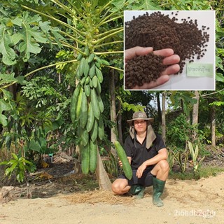 ผลิตภัณฑ์ใหม่ เมล็ดพันธุ์ เมล็ดพันธุ์คุณภาพสูงในสต็อกในประเทศไทย พร้อมส่ง ะให้ความสนใจของคุณเมล็ดมะละกอครั่ง สุ /สวนครัว