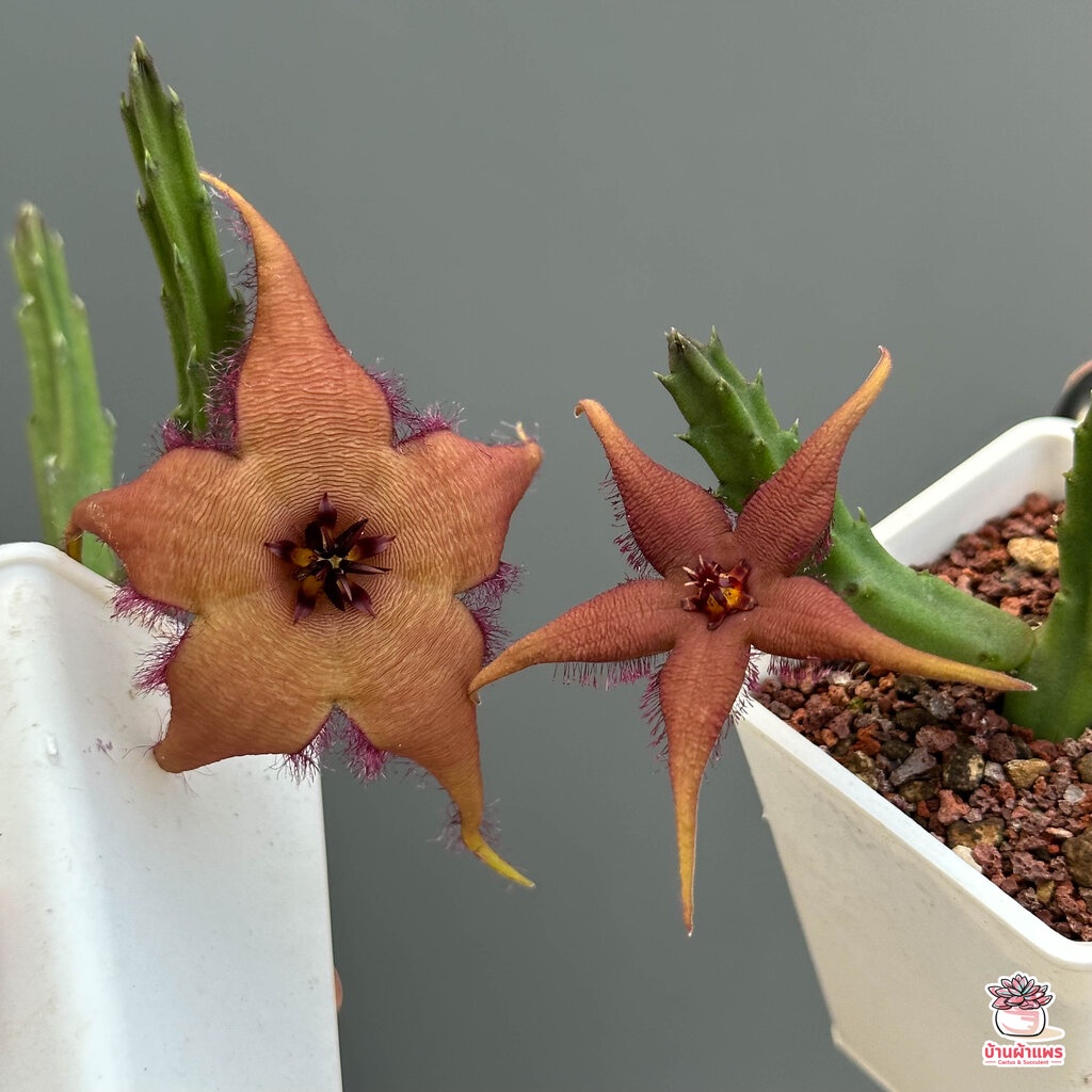 เก๋งจีน Stapelia schinzii #โคลนปากีสถานดอกใหญ่ แคคตัส กระบองเพชร cactus&succulent - รูปที่ 7