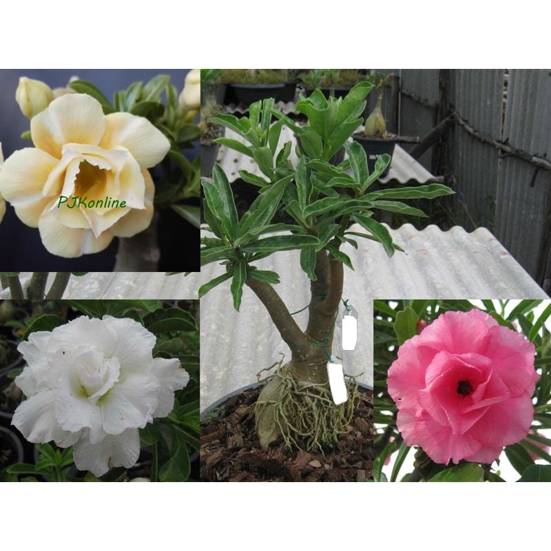 ชวนชมแฟนซี มีหลายสีในหนึ่งต้น 2-4 สี คละสี คละสายพันธุ์ fancy multi grafted adenium