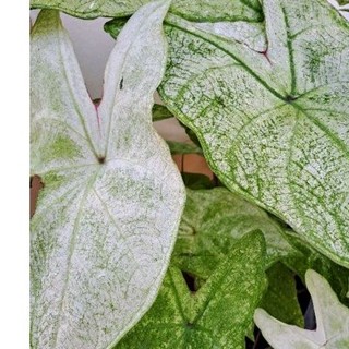 บอนสีนางวาลีบอนสีในตับพระอภัยมนณีฟอร์มกอใหญ่ เริ่มกัดสีแล้ว