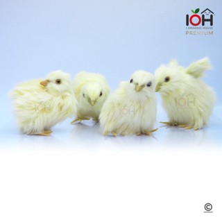 (พร้อมส่ง) IOH ลูกเจี๊ยบจอมซน ตุ๊กตาสัตว์จำลองเหมือนจริง IOH-Chick-C01 (ส่งฟรีไม่ต้องใช้โค้ด)