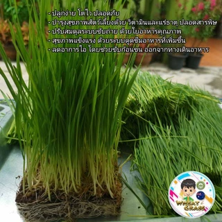 เมล็ดข้าวสาลีขนาด1กิโลกรัม ราคาถูก เกรดนำเข้า หญ้าแมว อัตราการงอกสูง เมล็ดต้นอ่อนข้าวสาลี Aus Wheat