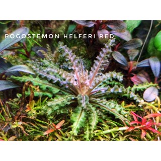 ดาวน้อยแดง (POGOSTEMON HELFERI RED) ใบน้ำ💯% ไปทำสีเอาเองนะ