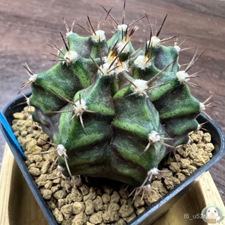 (B15) ต้นยิมโนหน้ายับ ลูก Trex ไม้เมล็ด - (gymnocalycium) - แคคตัส/ง่าย ปลูก สวนครัว เมล็ด/อินทรีย์ HEBY