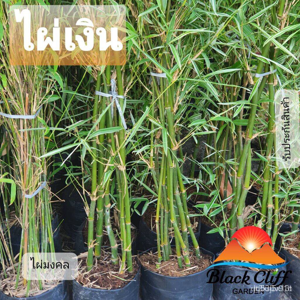 ผลิตภัณฑ์ใหม่ เมล็ดพันธุ์ 2022ไผ่เงิน bamboo blackcliffgarden ไม้ไผ่ ไม้มงคลเมล็ดอวบอ้วน 100% รอคอยที่จะให้ความ /สวนครัว